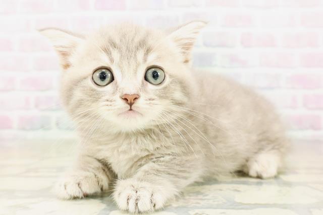 東京都のミヌエット (Coo&RIKU大久保店/2026年4月2日生まれ/男の子/ブルータビー)の子猫の2枚目の画像