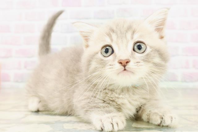 東京都のミヌエット (Coo&RIKU大久保店/2026年4月2日生まれ/男の子/ブルータビー)の子猫の3枚目の画像