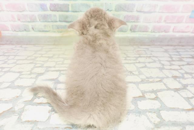 東京都のミヌエット (Coo&RIKU大久保店/2026年4月2日生まれ/男の子/ブルータビー)の子猫の4枚目の画像