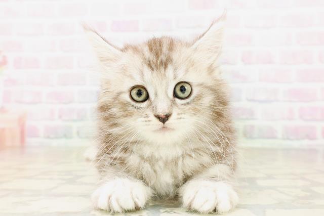 東京都のサイベリアン (Coo&RIKU池袋西口店/2026年4月7日生まれ/女の子/シルバータビー)の子猫の1枚目の画像
