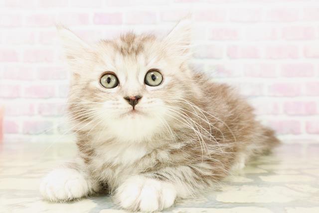 東京都のサイベリアン (Coo&RIKU池袋西口店/2026年4月7日生まれ/女の子/シルバータビー)の子猫の2枚目の画像