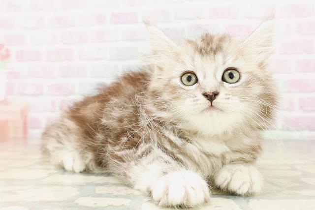 東京都のサイベリアン (Coo&RIKU池袋西口店/2026年4月7日生まれ/女の子/シルバータビー)の子猫の3枚目の画像