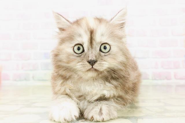 茨城県のサイベリアン (Coo&RIKU筑西店/2026年4月7日生まれ/女の子/シルバーパッチドタビー)の子猫の1枚目の画像