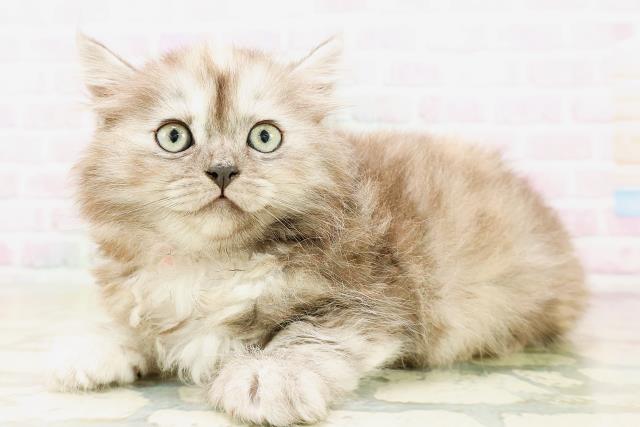 茨城県のサイベリアン (Coo&RIKU筑西店/2026年4月7日生まれ/女の子/シルバーパッチドタビー)の子猫の2枚目の画像