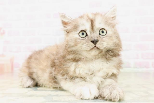 茨城県のサイベリアン (Coo&RIKU筑西店/2026年4月7日生まれ/女の子/シルバーパッチドタビー)の子猫の3枚目の画像