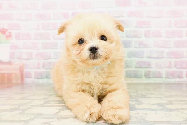MIX（ハーフ）の子犬一覧｜ペットショップCoo＆RIKU