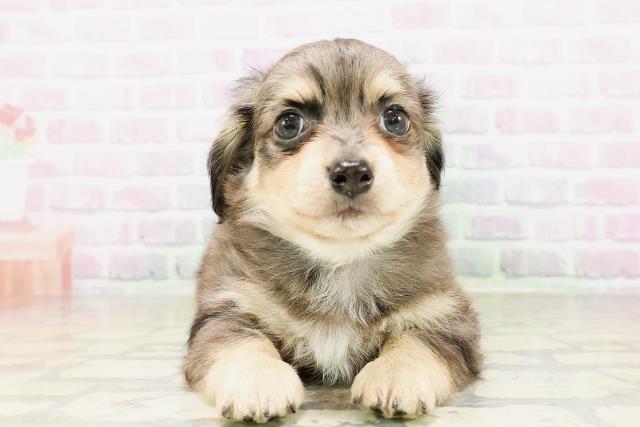 ブロンズ？子犬　３匹 MIX（ハーフ）の子犬（オス♂） 長津田店｜ペットショップCoo＆RIKU