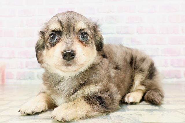 子犬の詳細情報 (神奈川県/2026年4月5日生まれ/男の子/シルバー