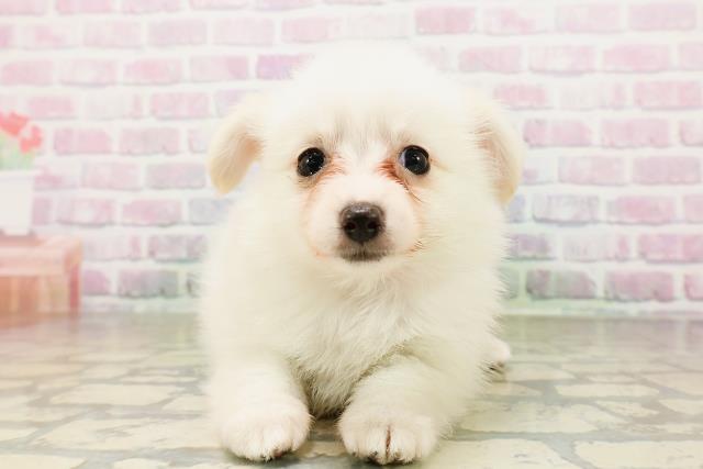 オーダー受付　6犬種　チワワ　ポメ　マル　トイプー　ダックス　予約ページ1/18 MIX（ハーフ）の子犬一覧｜ペットショップCoo＆RIKU