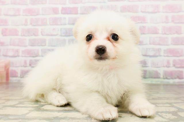 八街市(千葉県)のポメックス(ポメラニアン×ダックス)の子犬を価格や