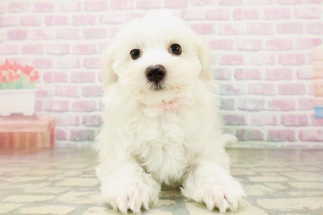 沖縄県のマルチーズ (Coo&RIKUイーアス沖縄豊崎店/2026年4月3日生まれ/女の子/ホワイト)の子犬