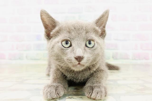 山形県のロシアンブルー (Coo&RIKUイオンタウン酒田店/2026年4月6日生まれ/男の子/ブルー)の子猫の1枚目の画像