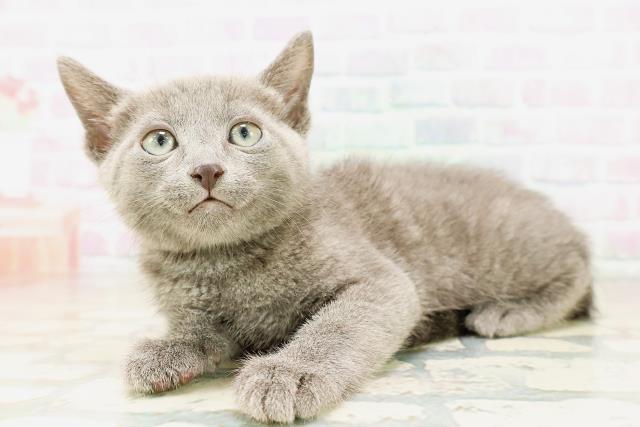 山形県のロシアンブルー (Coo&RIKUイオンタウン酒田店/2026年4月6日生まれ/男の子/ブルー)の子猫の2枚目の画像