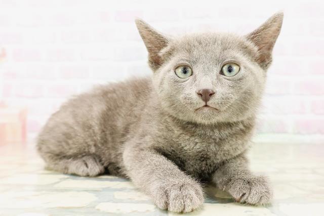 山形県のロシアンブルー (Coo&RIKUイオンタウン酒田店/2026年4月6日生まれ/男の子/ブルー)の子猫の3枚目の画像