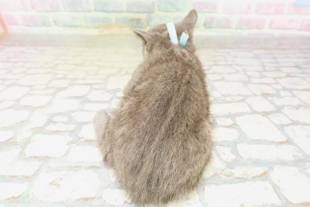 山形県のロシアンブルー (Coo&RIKUイオンタウン酒田店/2026年4月6日生まれ/男の子/ブルー)の子猫の4枚目の画像