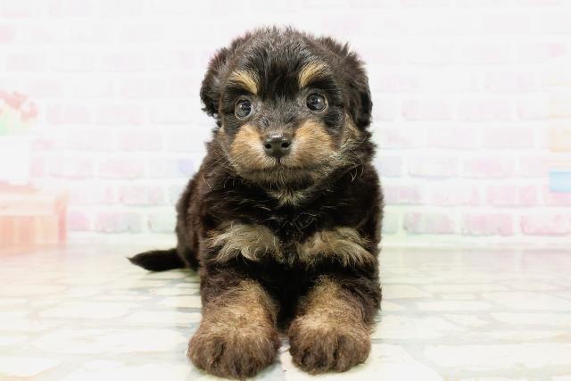 オーダー受付　6犬種　チワワ　ポメ　マル　トイプー　ダックス　予約ページ1/18 MIX（ハーフ）の子犬一覧｜ペットショップCoo＆RIKU