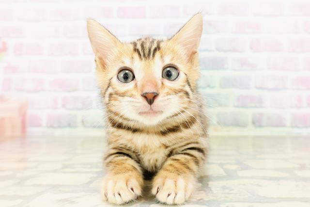 東京都のベンガル (Coo&RIKU武蔵小山店/2026年4月7日生まれ/男の子/ブラウンスポットタビー)の子猫の1枚目の画像