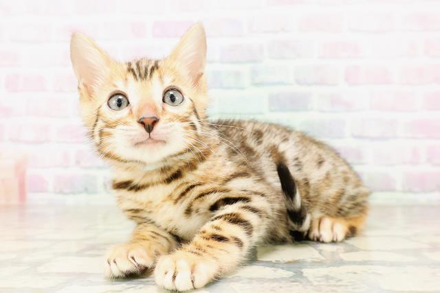 東京都のベンガル (Coo&RIKU武蔵小山店/2026年4月7日生まれ/男の子/ブラウンスポットタビー)の子猫の2枚目の画像
