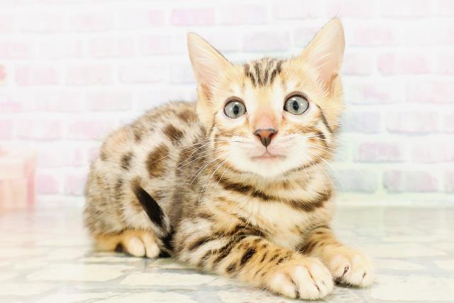 東京都のベンガル (Coo&RIKU武蔵小山店/2026年4月7日生まれ/男の子/ブラウンスポットタビー)の子猫の3枚目の画像