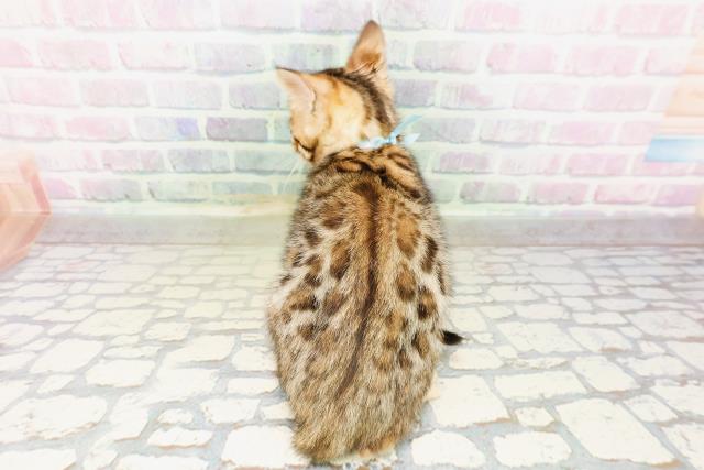 東京都のベンガル (Coo&RIKU武蔵小山店/2026年4月7日生まれ/男の子/ブラウンスポットタビー)の子猫の4枚目の画像