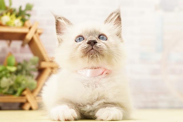 岐阜県のラグドール (Coo&RIKU岐阜店/2026年4月1日生まれ/女の子/ブルーポイントミテッド)の子猫の1枚目の画像