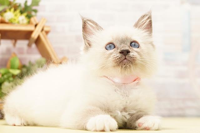岐阜県のラグドール (Coo&RIKU岐阜店/2026年4月1日生まれ/女の子/ブルーポイントミテッド)の子猫の2枚目の画像