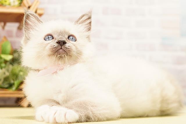 岐阜県のラグドール (Coo&RIKU岐阜店/2026年4月1日生まれ/女の子/ブルーポイントミテッド)の子猫の3枚目の画像