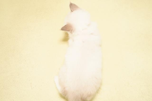 岐阜県のラグドール (Coo&RIKU岐阜店/2026年4月1日生まれ/女の子/ブルーポイントミテッド)の子猫の4枚目の画像