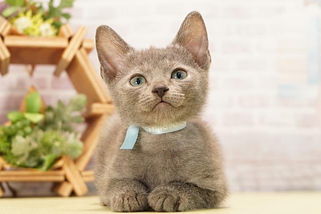 三重県のロシアンブルー (Coo&RIKU津高茶屋店/2026年3月15日生まれ/男の子/ブルー)の子猫の1枚目の画像