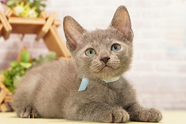 三重県のロシアンブルー (Coo&RIKU津高茶屋店/2026年3月15日生まれ/男の子/ブルー)の子猫の2枚目の画像