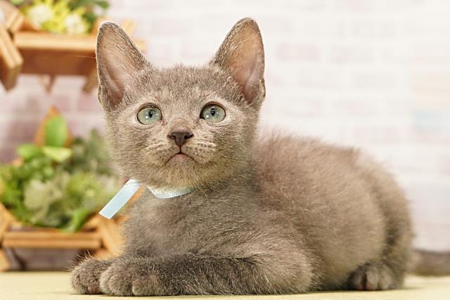 三重県のロシアンブルー (Coo&RIKU津高茶屋店/2026年3月15日生まれ/男の子/ブルー)の子猫の3枚目の画像