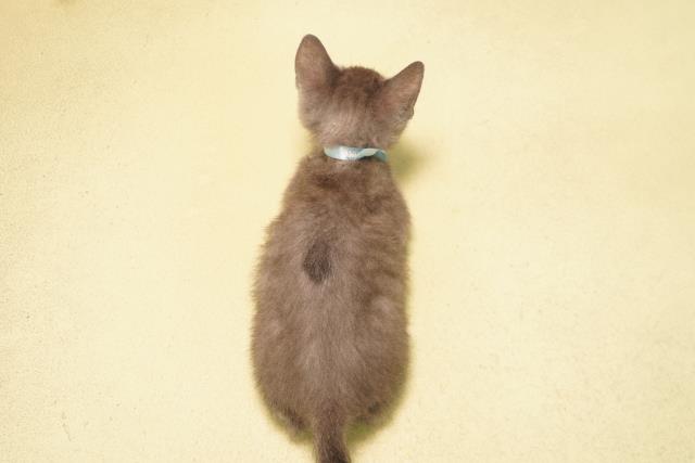 三重県のロシアンブルー (Coo&RIKU津高茶屋店/2026年3月15日生まれ/男の子/ブルー)の子猫の4枚目の画像