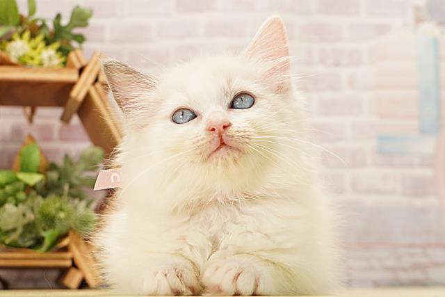 ワンちゃん・ネコちゃん(子犬・子猫)検索結果 | ペットショップCoo＆RIKU