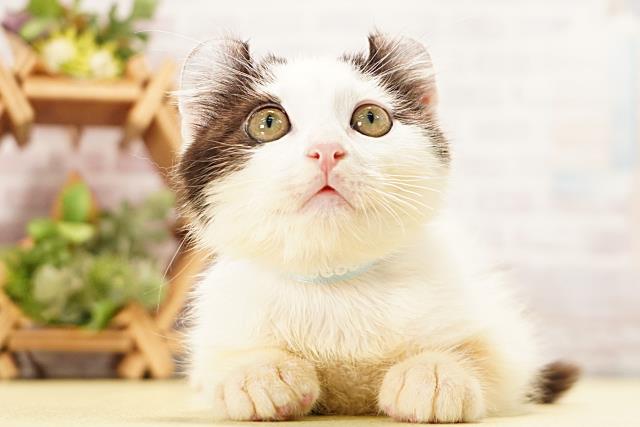 三重県のアメリカンカール (Coo&RIKU津高茶屋店/2026年3月5日生まれ/男の子/ブラックホワイト)の子猫の1枚目の画像