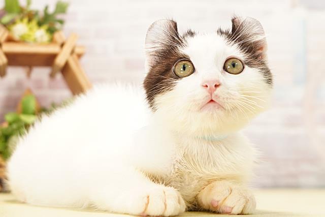 三重県のアメリカンカール (Coo&RIKU津高茶屋店/2026年3月5日生まれ/男の子/ブラックホワイト)の子猫の2枚目の画像