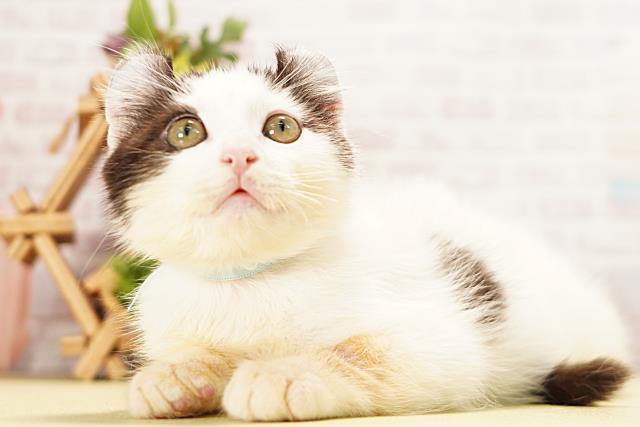 三重県のアメリカンカール (Coo&RIKU津高茶屋店/2026年3月5日生まれ/男の子/ブラックホワイト)の子猫の3枚目の画像