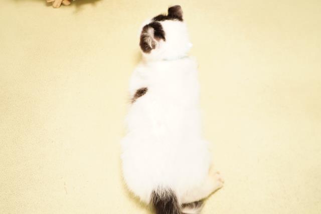 三重県のアメリカンカール (Coo&RIKU津高茶屋店/2026年3月5日生まれ/男の子/ブラックホワイト)の子猫の4枚目の画像
