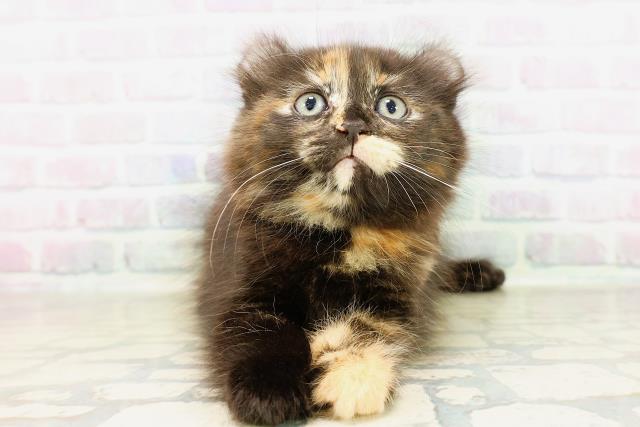 東京都のキンカロー (Coo&RIKU江戸川店/2026年4月6日生まれ/女の子/トーティー)の子猫の1枚目の画像