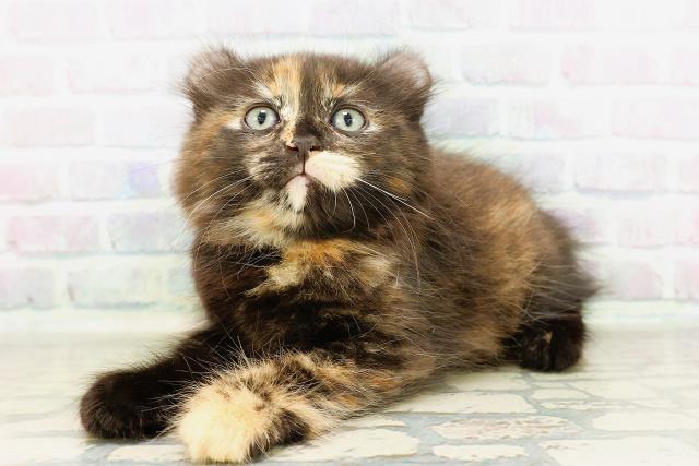 東京都のキンカロー (Coo&RIKU江戸川店/2026年4月6日生まれ/女の子/トーティー)の子猫の2枚目の画像