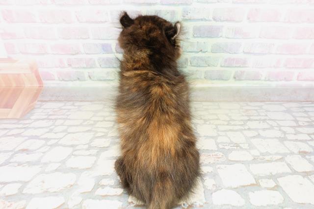 東京都のキンカロー (Coo&RIKU江戸川店/2026年4月6日生まれ/女の子/トーティー)の子猫の4枚目の画像