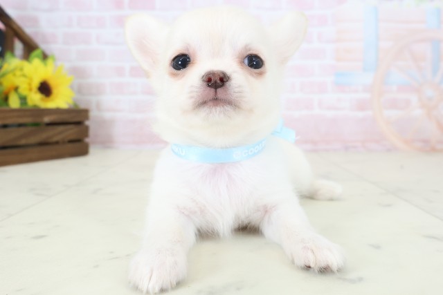 鹿児島県のチワワ(ロング) (Coo&RIKU霧島店/2026年4月8日生まれ/男の子/クリーム)の子犬の1枚目の画像