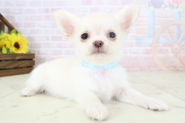 鹿児島県のチワワ(ロング) (Coo&RIKU霧島店/2026年4月8日生まれ/男の子/クリーム)の子犬の2枚目の画像
