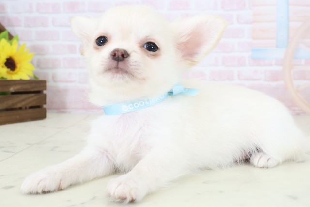鹿児島県のチワワ(ロング) (Coo&RIKU霧島店/2026年4月8日生まれ/男の子/クリーム)の子犬の3枚目の画像