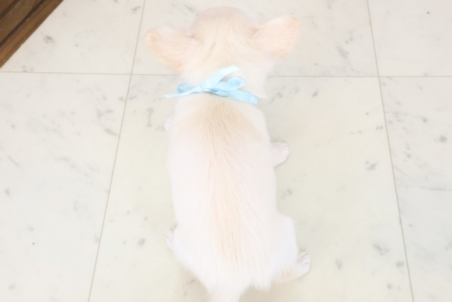 鹿児島県のチワワ(ロング) (Coo&RIKU霧島店/2026年4月8日生まれ/男の子/クリーム)の子犬の4枚目の画像