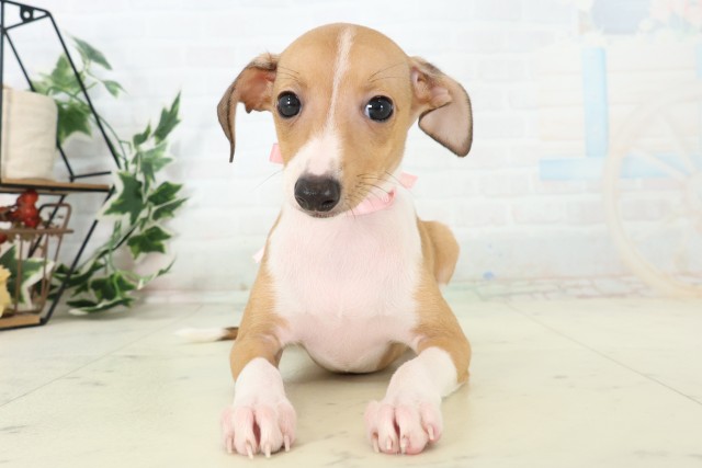 福岡県のイタリアングレーハウンド (Coo&RIKU筑後店/2026年4月6日生まれ/女の子/レッドホワイト)の子犬の1枚目の画像
