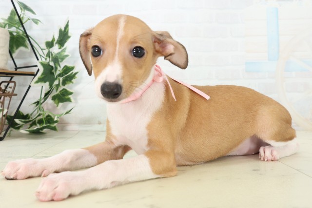福岡県のイタリアングレーハウンド (Coo&RIKU筑後店/2026年4月6日生まれ/女の子/レッドホワイト)の子犬の3枚目の画像