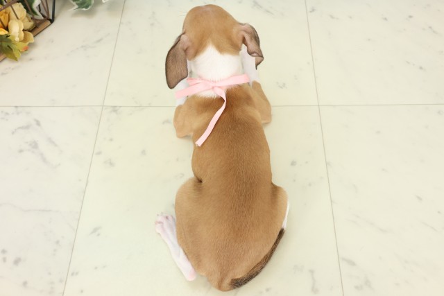福岡県のイタリアングレーハウンド (Coo&RIKU筑後店/2026年4月6日生まれ/女の子/レッドホワイト)の子犬の4枚目の画像