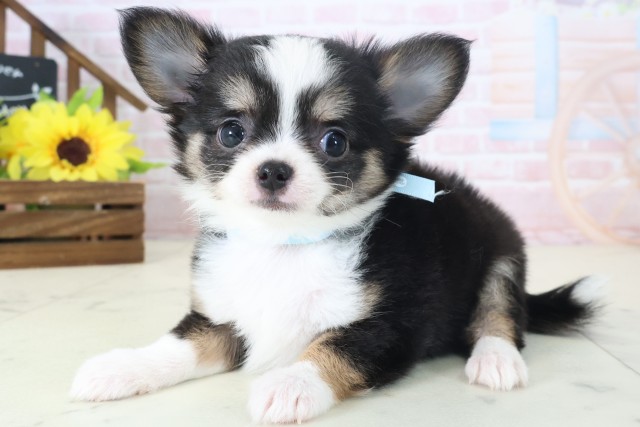 熊本県のチワワ(ロング) (Coo&RIKUカリーノ玉名店/2026年4月6日生まれ/男の子/ブラックタンホワイト)の子犬の3枚目の画像