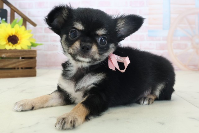 長崎県のチワワ(ロング) (Coo&RIKU大村店/2026年4月6日生まれ/女の子/ブラックタンホワイト)の子犬の3枚目の画像