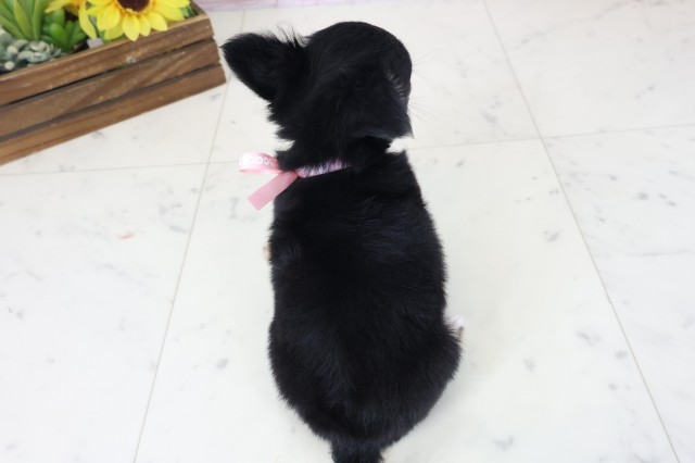 長崎県のチワワ(ロング) (Coo&RIKU大村店/2026年4月6日生まれ/女の子/ブラックタンホワイト)の子犬の4枚目の画像